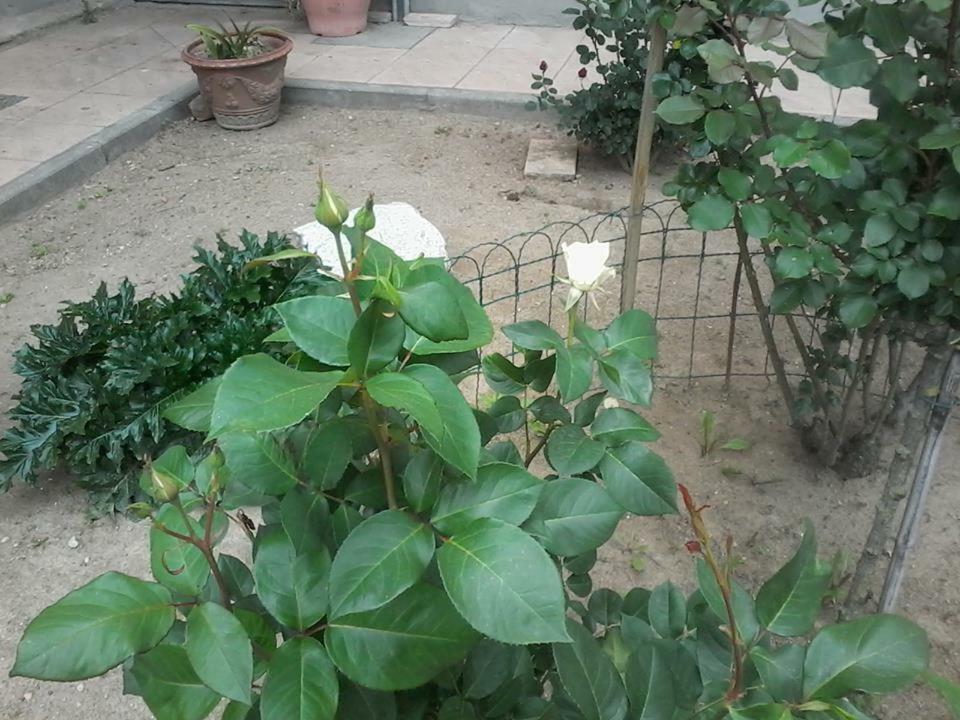 Perbacco Bed & Breakfast Sartirana Lomellina Bagian luar foto